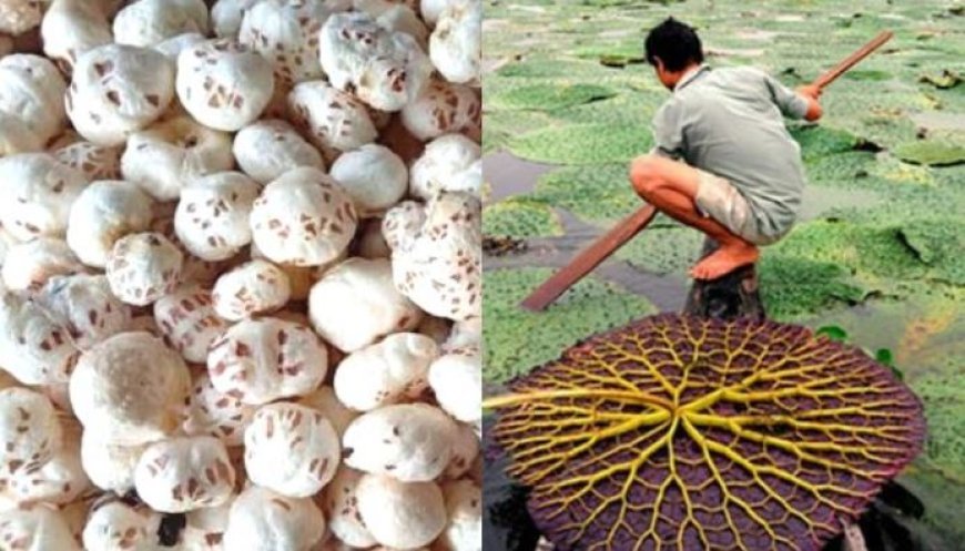 मखाने की खेती को बढ़ावा दे रही योगी सरकार, 18 जिलों के किसानों को मिलेगा 40 हजार रुपये प्रति हेक्टेयर अनुदान