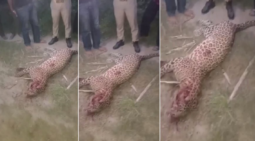 Bijnor News: पूर्व सैनिक व गुलदार के बीच संघर्ष में गुलदार की मौत। 