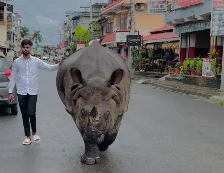 Viral News: सड़क पर गेंडे के साथ टहलने निकला लड़का, वीडियो देख चौंक जाएंगे आप...