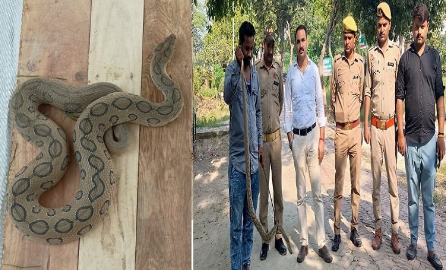 Hardoi News: दुनिया का सबसे जहरीला सांप: रसेल वाइपर (Russell viper) किया गया रेस्‍क्‍यू। 