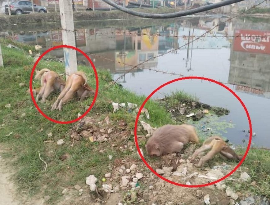 Ayodhya News: विद्युत विभाग की बड़ी लापरवाही- करंट की चपेट में आये पांच बंदरो की दर्दनाक मौत।