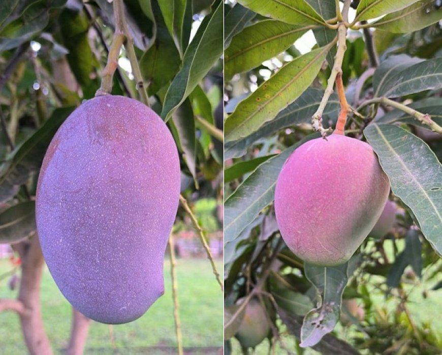 Lucknow News: यूपी के बागवानों को और बेहतर मिलेंगे आम के दाम, निर्यातकों की सुविधा को वैश्विक स्तर का इंफ्रास्ट्रक्चर तैयार कर रही योगी सरकार। 