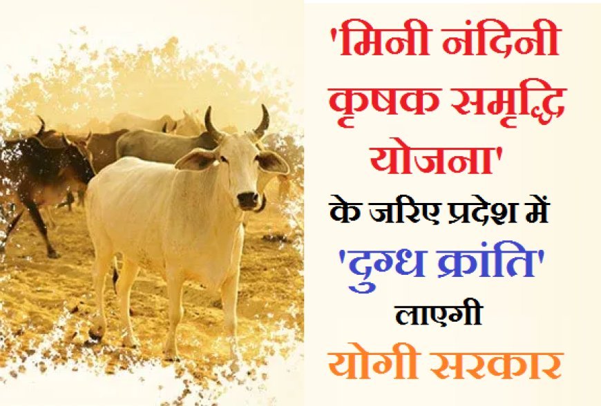 विशेष : 'मिनी नंदिनी कृषक समृद्धि योजना' के जरिए प्रदेश में 'दुग्ध क्रांति' लाएगी योगी सरकार।