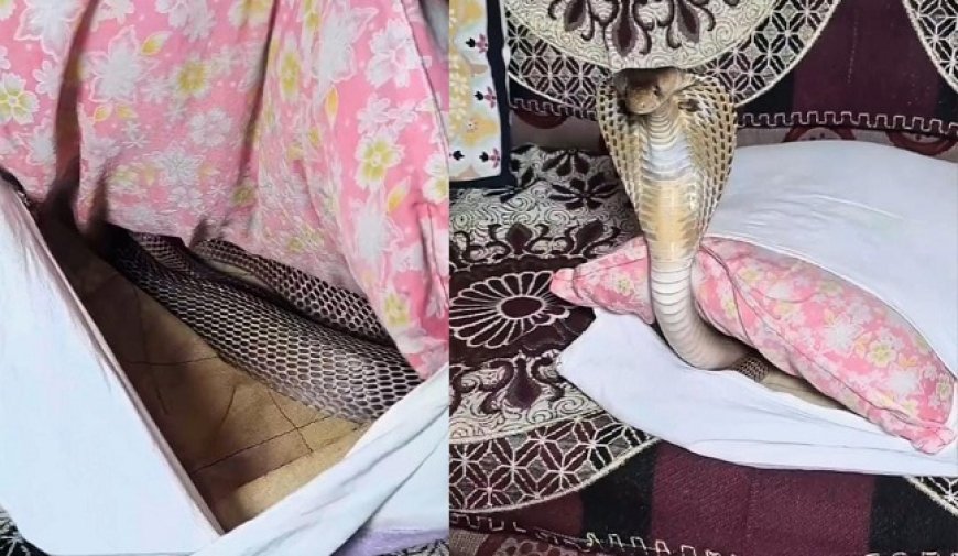 Viral News: तकिए के अंदर आराम फरमा रहा था किंग कोबरा, कवर हटाने के बाद उड़े होश...