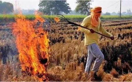 Delhi: पराली जलाने पर किसानों को देना होगा दोगुना जुर्माना, सुप्रीम कोर्ट ने किया ऐलान