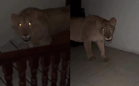 Viral News: सीढ़ियों पर दिखा ऐसा नजारा जिसे देखने के बाद लोगों के उड़ गए होश