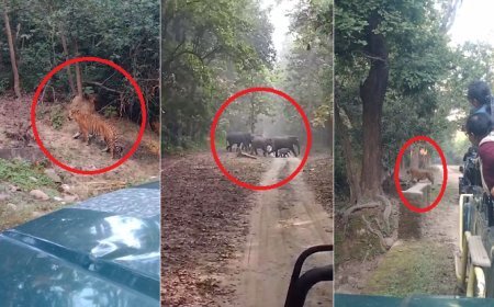  Bijnor News: अमानगढ़ रेंज में पर्यटकों को दिखाई दिए हाथी व टाइगर। 