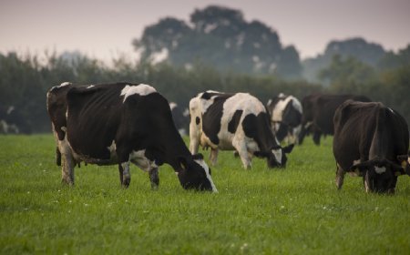 Hardoi News: गोचर एवं चारागाह की भूमि पर अवैध अतिक्रमण- शासन ने चारागाह की भूमि को अतिक्रमण मुक्त करने एवं हरा चारा बोआई के दिए हैं निर्देश। 