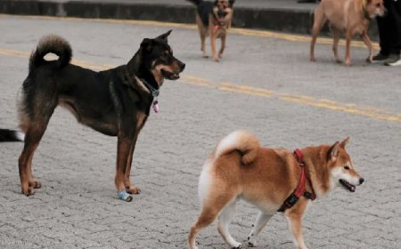 Deoband News: गंगोह में कुत्तों का आतंक, मासूम पर हमला सीसीटीवी में कैद। 