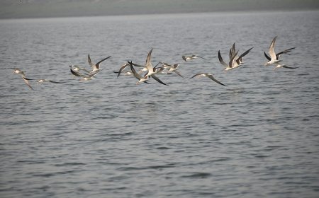 महाकुंभ 2025 विशेष: महाकुंभ में संगम की कलकल के साथ ही मन मोह लेगी 90 से ज्यादा प्रजातियों के पक्षियों की कलरव। 