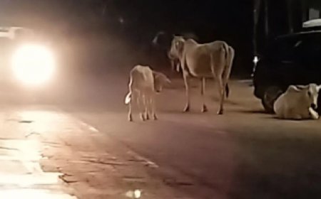 हरदोई: ठंड से बचाव के लिए पशुओं की सुरक्षा हेतु विशेष निर्देश जारी