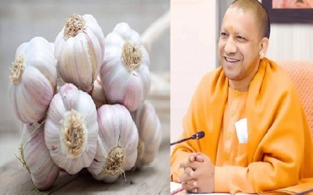 Lucknow News: योगी सरकार दे रही लहसुन की खेती को बढ़ावा- काबू में रहेंगे दाम, चाइनीज लहसुन की तस्करी पर लगेगी लगाम। 