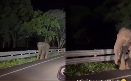 Viral News: कार सवार लोगों का सड़क पर हाथी से हो गया सामना, फिर हुआ कुछ ऐसा, डर जाएंगे आप। 