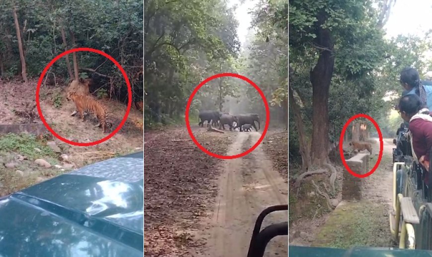  Bijnor News: अमानगढ़ रेंज में पर्यटकों को दिखाई दिए हाथी व टाइगर। 