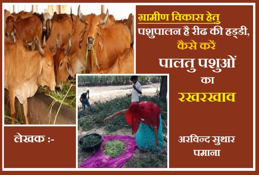 ग्रामीण विकास हेतु पशुपालन है रीढ की हड्डी, कैसे करें पालतु पशुओं का रखरखाव