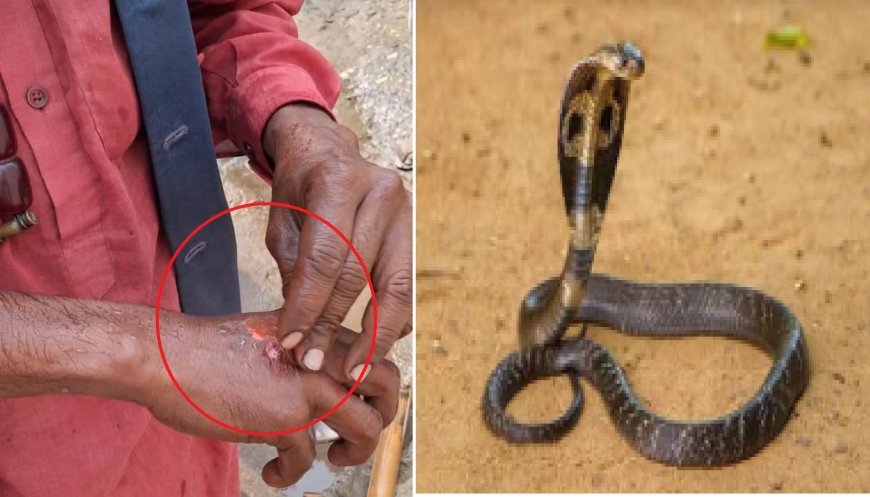 Deoband: युवक के पीछे पड़ी नागिन, चार बार डंसा, सपेरे को बुलाकर पकड़वाया तो उसे भी काटा,