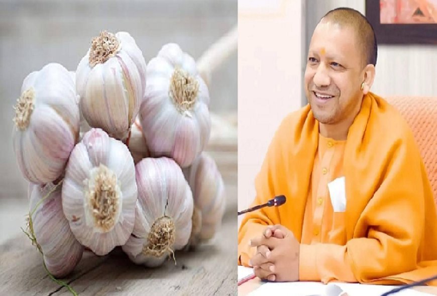 Lucknow News: योगी सरकार दे रही लहसुन की खेती को बढ़ावा- काबू में रहेंगे दाम, चाइनीज लहसुन की तस्करी पर लगेगी लगाम। 