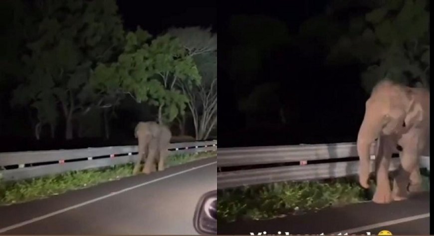 Viral News: कार सवार लोगों का सड़क पर हाथी से हो गया सामना, फिर हुआ कुछ ऐसा, डर जाएंगे आप। 