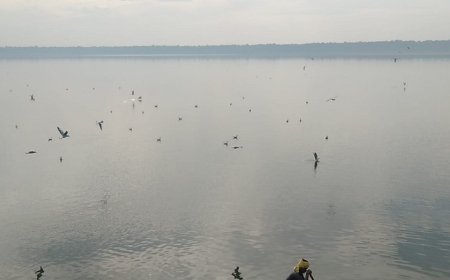 Pilibhit News: सात समुंदर पार कर शारदा डैम पहुंचे साइबेरियन पक्षी, जलाशय हुआ पक्षियों के कलरव से गुलजार। 