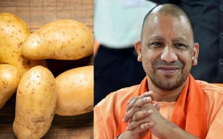 उत्तर प्रदेश में मक्का और आलू की खेती से किसानों की आमदनी बढ़ाएगी योगी सरकार ।
