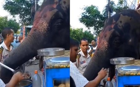 Viral News: गोलगप्पे खाने पहुंचा हाथी, गपा-गप खाने लगा गोलगप्पे, देखने वाले रह गए हैरान। 