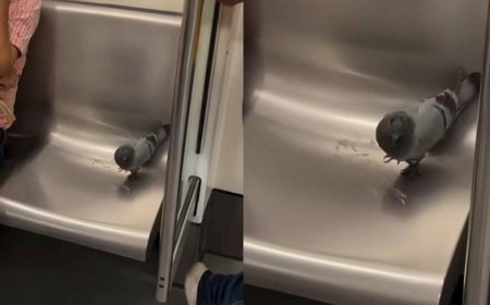 Viral News: दिल्ली मेट्रो में यात्रा करने पहुंचा कबूतर, कैमरे में हुआ कैद। 