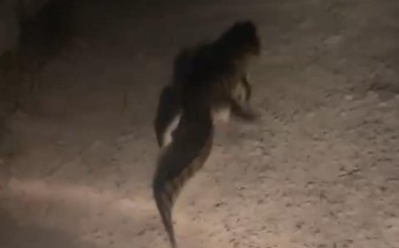 UP News: आबादी क्षेत्र में पहुंच गया मगरमच्छ, लोगों के फूले हाथ-पाँव। 