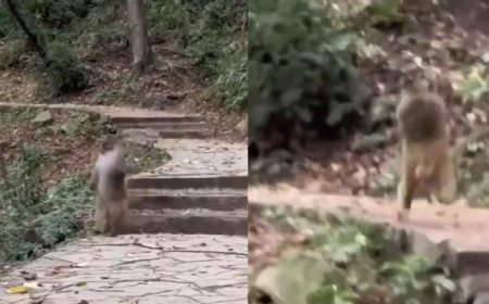 Viral News: दो टांगों पर तेज रफ्तार में दौड़ना लगा बंदर, वीडियो देख नहीं रुकेगी आपकी हंसी।
