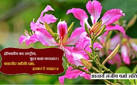 विशेष लेख: कचनार- एक सुंदर चमकती हुई महिला, बड़ा ही चमत्कारी है कचनार जाने इसके फायदे ....