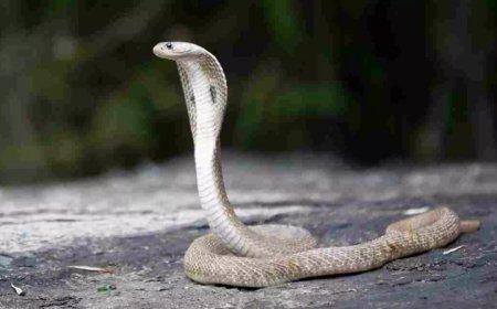 Hardoi News: युवक के पीछे पड़ी नागिन, अब तक 4 बार डसा लेकिन युवक जीवित। 