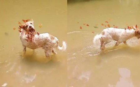 Viral News: पानी में खड़े कुत्ते की दीवानी हुई तितलियां, कुत्ते और तितलियों के प्यार को लोग कर रहे सलाम