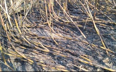 हरदोई: पराली से जलकर 4 बीघे गन्ने की फसल राख