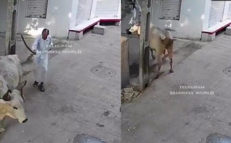 Viral News: 'आ बैल मुझे मार' की कहावत हुई सच, बुजुर्ग को सांड से पंगा लेना पड़ा महंगा।