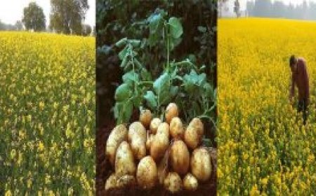 Hardoi News: आलू व सरसों को विभिन्न रोगों से बचाने के तरीके बताए। 