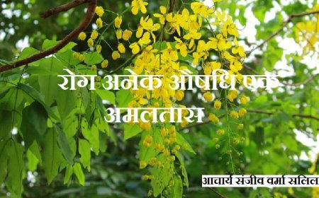 Golden Shower Tree : रोग अनेक औषधि एक- अमलतास