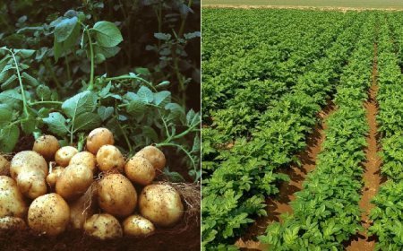 Hardoi News: आलू की खेती करने वाले हो जाएं सावधान-  'पछेती झुलसा' रोग के लक्षण व नियंत्रण के उपाय। 