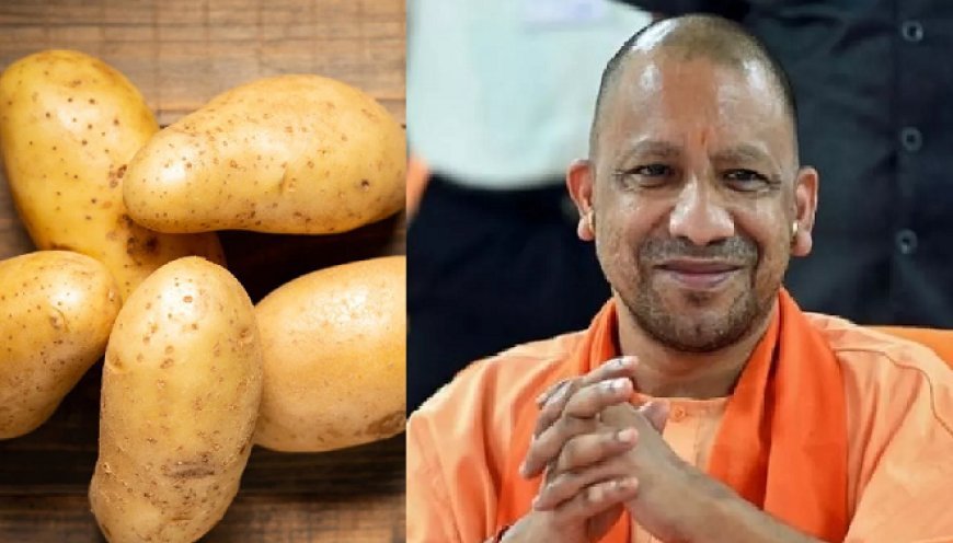 उत्तर प्रदेश में मक्का और आलू की खेती से किसानों की आमदनी बढ़ाएगी योगी सरकार ।