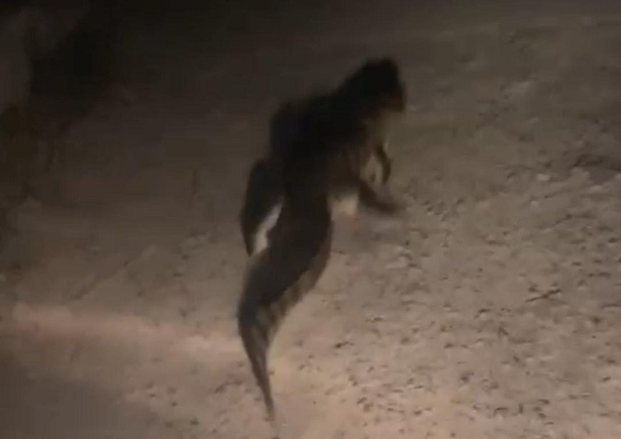 UP News: आबादी क्षेत्र में पहुंच गया मगरमच्छ, लोगों के फूले हाथ-पाँव। 