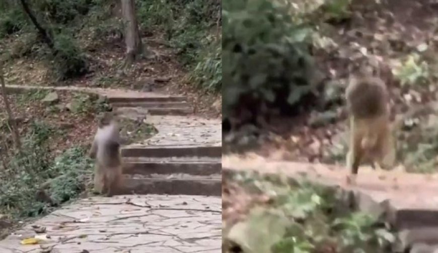 Viral News: दो टांगों पर तेज रफ्तार में दौड़ना लगा बंदर, वीडियो देख नहीं रुकेगी आपकी हंसी।