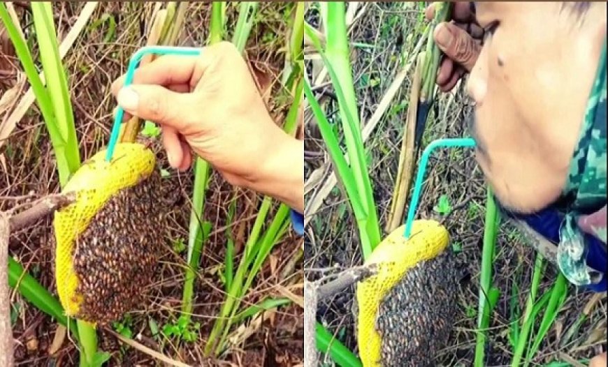 Viral News: शहद पीने के लिए खतरों से खेल गया शख्स, वीडियो देखने के बाद हो जाएंगे हैरान।