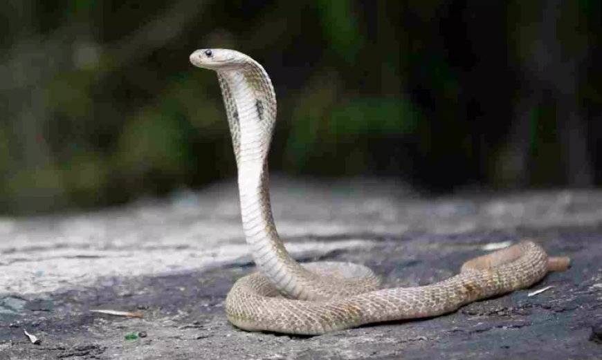 Hardoi News: युवक के पीछे पड़ी नागिन, अब तक 4 बार डसा लेकिन युवक जीवित। 