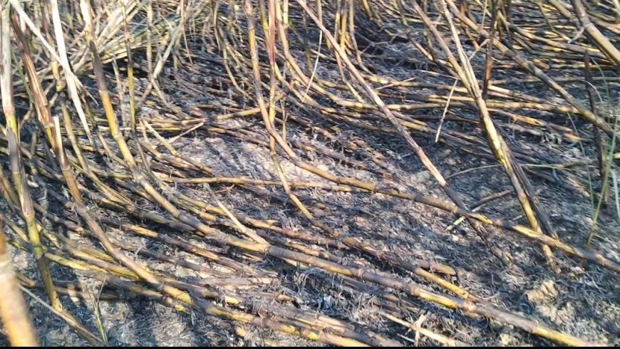 हरदोई: पराली से जलकर 4 बीघे गन्ने की फसल राख