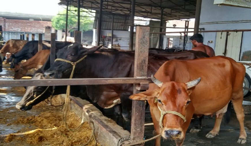 हरदोई: 117 पशुओं का चारा खाने लग गये जिम्मेदार, कागजों में 135 पशु, जांच में मिले 18 गोवंश