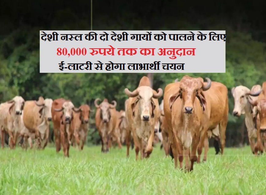 Hardoi News: देशी नस्ल की दो देशी गायों को पालने के लिए 80 हजार रुपये तक का अनुदान, ई-लाटरी से होगा लाभार्थी चयन। 