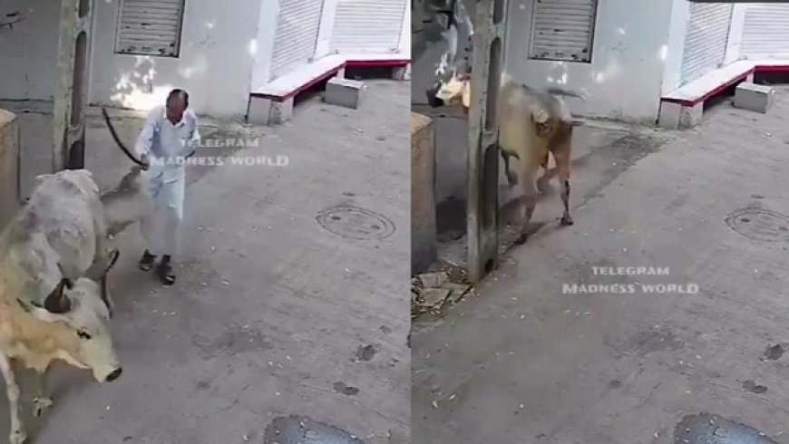 Viral News: 'आ बैल मुझे मार' की कहावत हुई सच, बुजुर्ग को सांड से पंगा लेना पड़ा महंगा।