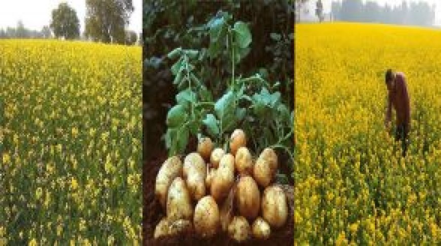 Hardoi News: आलू व सरसों को विभिन्न रोगों से बचाने के तरीके बताए। 