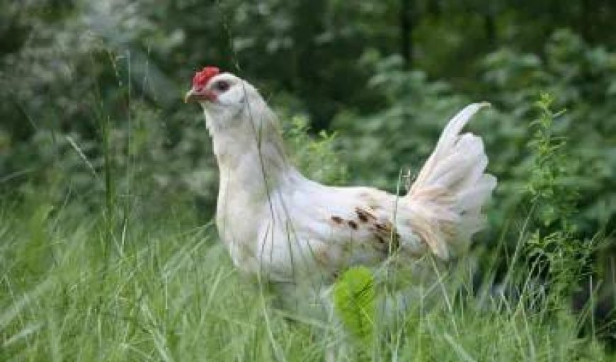 Karnatak News: अचानक से मुर्गियों के मुंह से निकलने लगी आग, दहशत में आए गांव के लोग। 