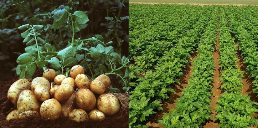 Hardoi News: आलू की खेती करने वाले हो जाएं सावधान-  'पछेती झुलसा' रोग के लक्षण व नियंत्रण के उपाय। 