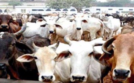 हरदोई: पशुओं के संरक्षण में लापरवाही, स्पष्टीकरण तलब कर वेतन रोका