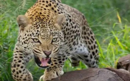 Maharashtra News: आदमखोर तेंदुए का आतंक, एक बच्ची को बनाया अपने हमले का शिकार, इलाके में फैली दहशत। 